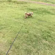 ZORNの画像