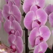 しゅんこの画像