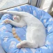 はぬの画像