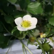 ともこの画像