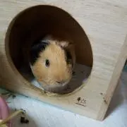 ここあ