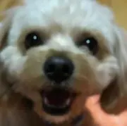 kotakun
