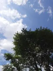 baachiの画像
