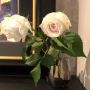 pipipi