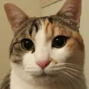 ピチカート