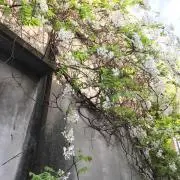 KUROちゃんの画像