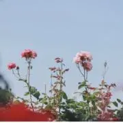 rの画像