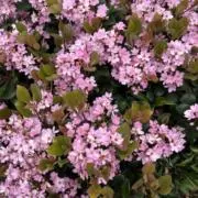 Flower Songの画像