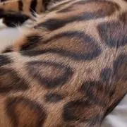 松風の画像