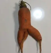 のらのらの画像