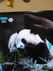 りぼん