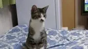 斉雄の画像