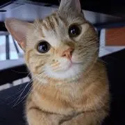 ミーちゃんの画像