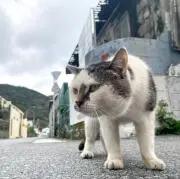 小麦粉