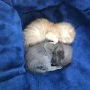 ミユキの画像