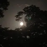 からし　※プロフィール参照※の画像