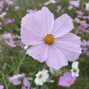 Tの画像