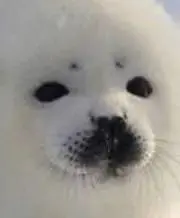 あざらしの画像