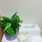 ランの画像