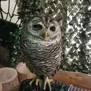 まるかりの画像