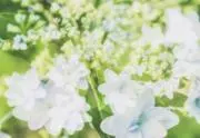 くおん【匿名配送】の画像