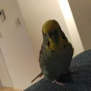 カピバラの画像