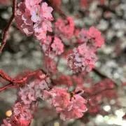 さくら　匿名配送の画像
