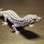 スポンジ