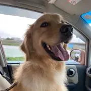 のんこ