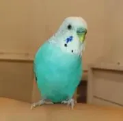 青い鳥の画像