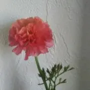 まきの画像