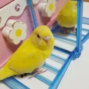 みわらす