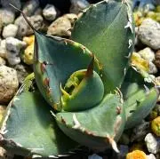 MF plantsの画像