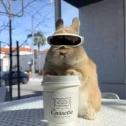 うさの画像