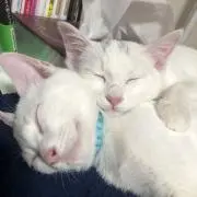 ユイ