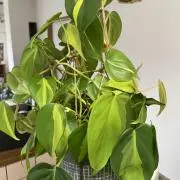 かかこやの画像
