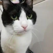 mimiの画像