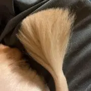 もこ♡こもの画像