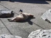 AYの画像