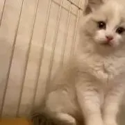 むにゃの画像