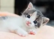 ねこのこ(プロフ参照お願いします✨)の画像