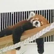 もちまめの画像