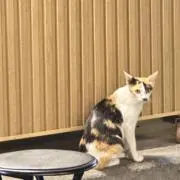 ゆきの画像