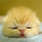 みゆ夢夢