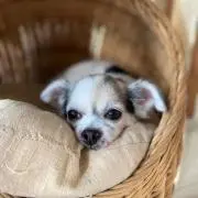 Raraの画像