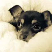 じぃや