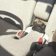 はなの画像