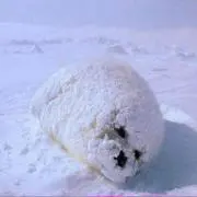 ぬくの画像