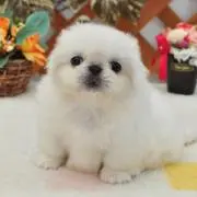 ちゃーこの画像