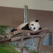 てるてるの画像